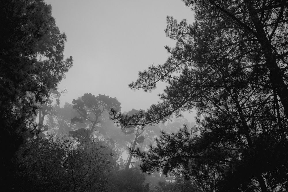 Berkeley Hills Forest Art | Patrick Cosgrove Art and Photography
