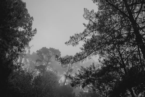 Berkeley Hills Forest Art | Patrick Cosgrove Art and Photography