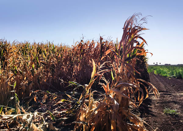 Breaking Wave Of Corn Art | Patrick Cosgrove Art and Photography