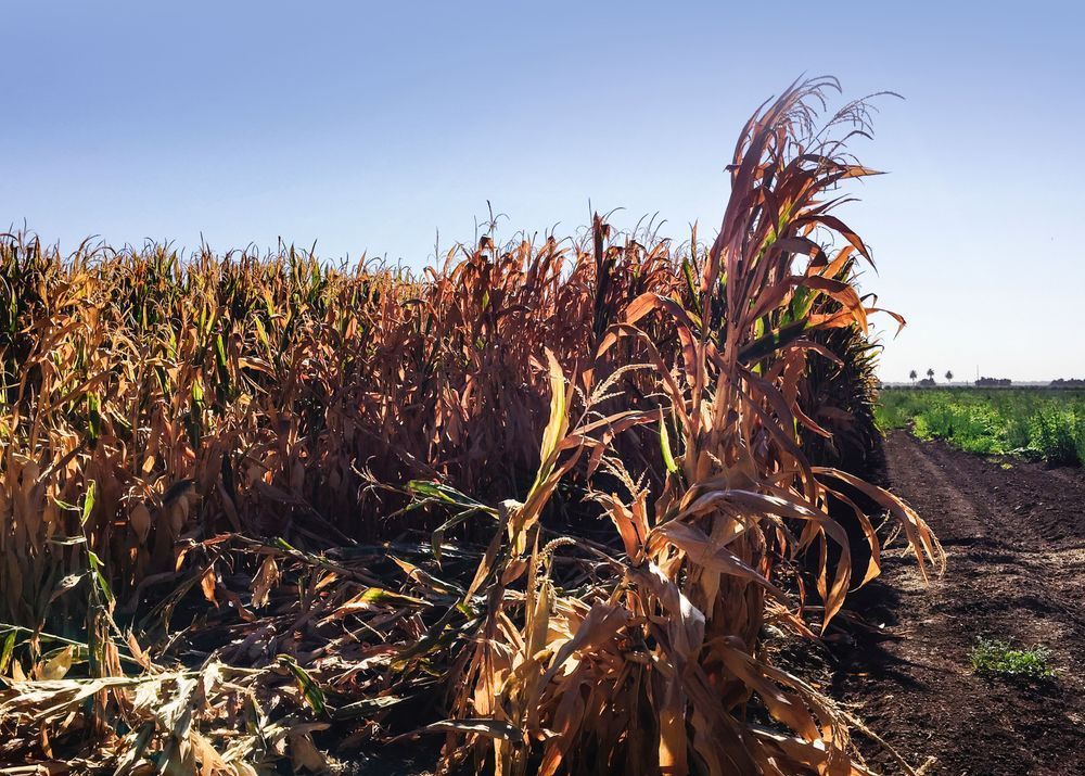 Breaking Wave Of Corn Art | Patrick Cosgrove Art and Photography