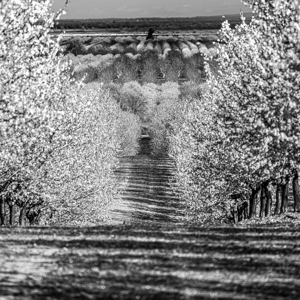 The blossoming almond orchard at Barrios Farms rolls toward the horizon and orchards beyond.