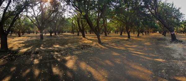 Sunny backlight gives a morning glow to the almond orchard at Capay Canyon Ranch in Yolo County, California.
