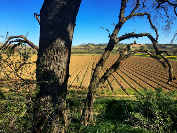 Capay Organic Farm Oak and Field