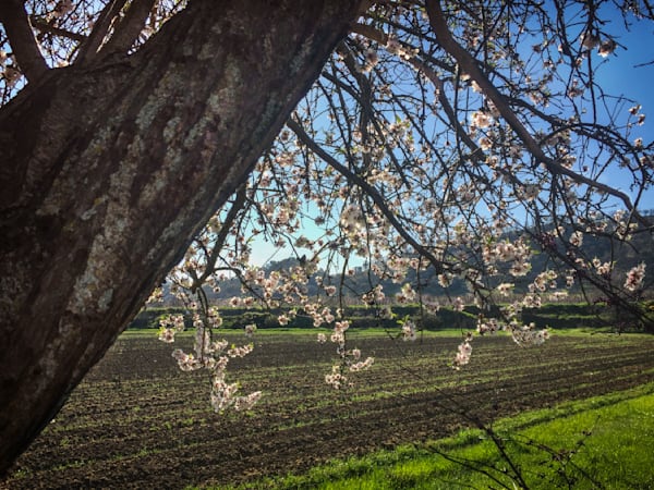 Capay Flowering Tree Art | Patrick Cosgrove Art and Photography