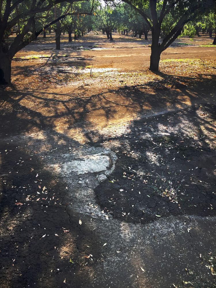 Morning light throws shadows through the almond orchard at Capay Canyon Ranch, Yolo County, California