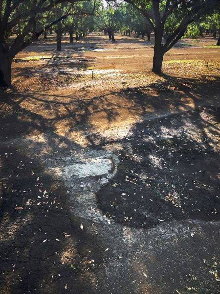 Morning light throws shadows through the almond orchard at Capay Canyon Ranch, Yolo County, California