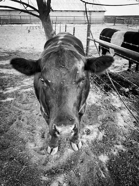 An unafraid cow checks out a visitor to the Pheasant Trek Ranch in Yolo County, California.