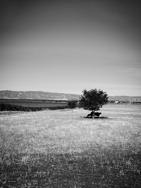 Cattle find respite from the sun beneath an oak tree at Pheasant Trek Ranch, Yolo County, California.