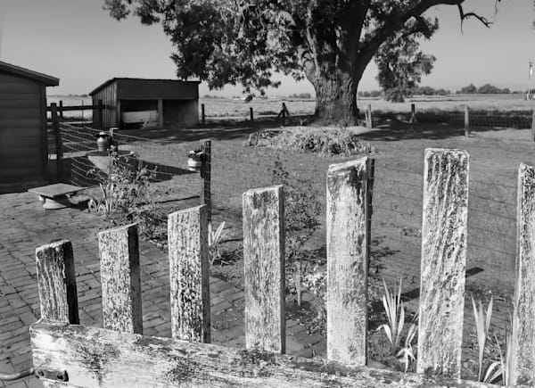 A picket fence gate guards a dry garden at Clos Cavanis Farm in Yolo County.