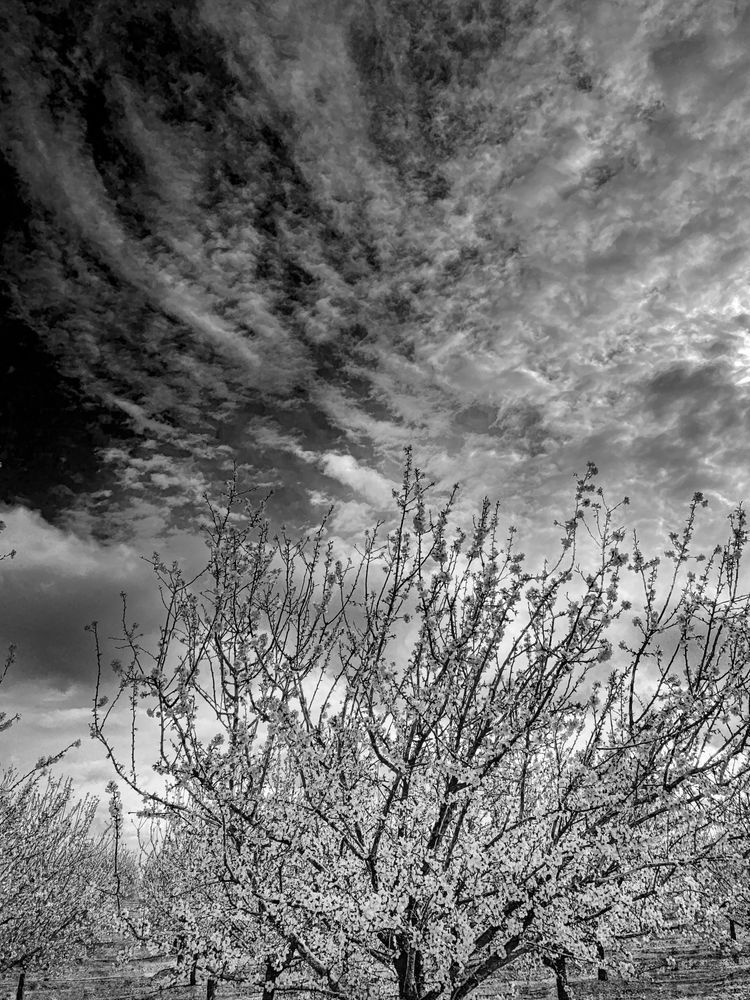Blossom-laden almond branches reach skyward as clouds streak overhead.