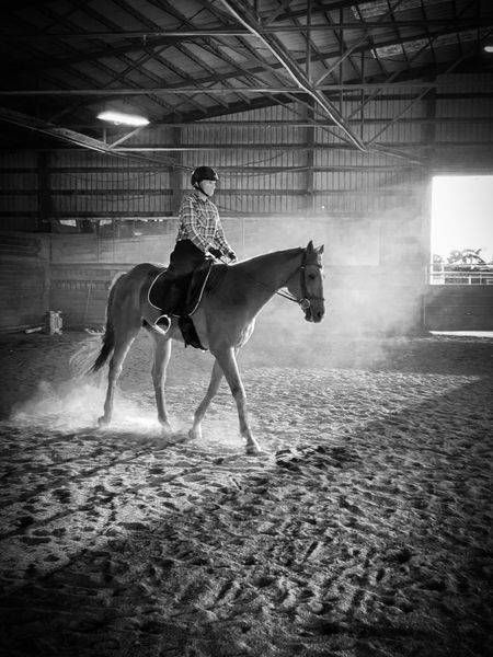The thoroughbred Cider warms up in the backlight of the arena at the Woodland Stallion Station.