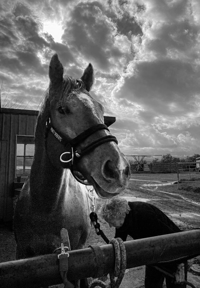 Cider the thoroughbred gets his tired legs hosed down after a workout.