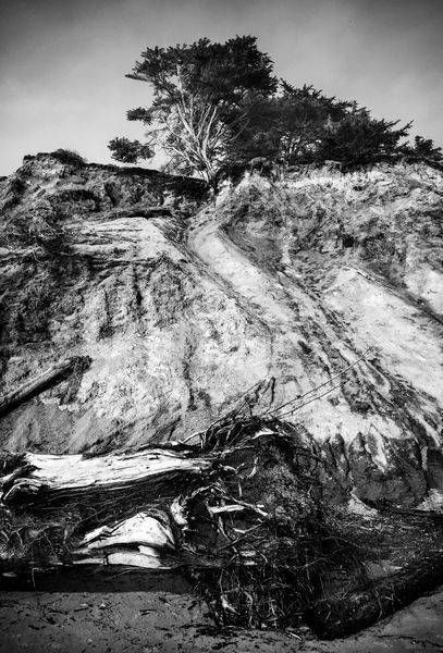 Agate Beach Trees And Cliff Art | Patrick Cosgrove Art and Photography