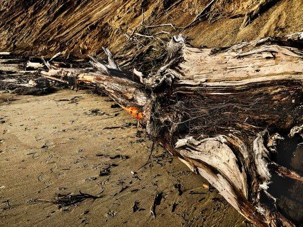 Storm Tossed Trunk Art | Patrick Cosgrove Art and Photography