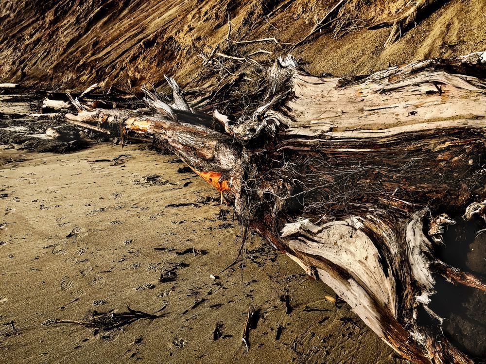 Storm Tossed Trunk Art | Patrick Cosgrove Art and Photography
