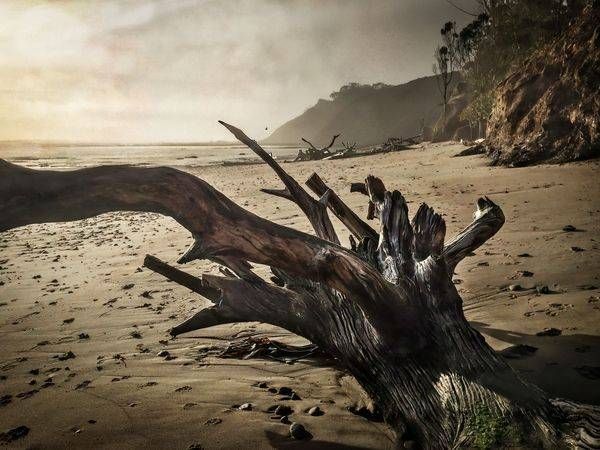 Driftwood And Sand, Agate Beach Art | Patrick Cosgrove Art and Photography