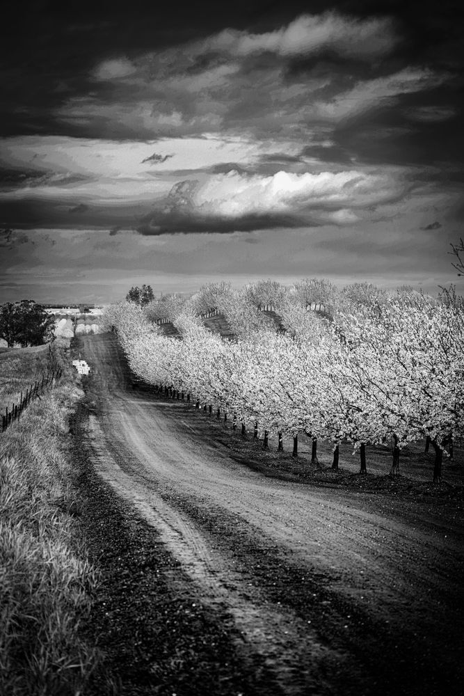 A curving truck path inscribes a boundary at the edge of the Barrios Farm almond orchard.