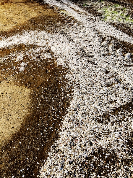 Fallen almond blossoms swirl into an abstract design.
