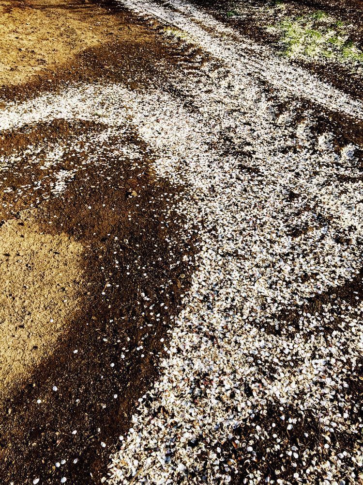 Fallen almond blossoms swirl into an abstract design.