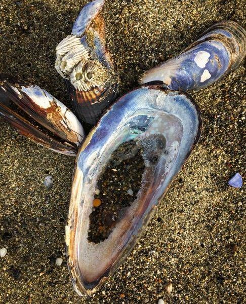 Mussel Shells Art | Patrick Cosgrove Art and Photography