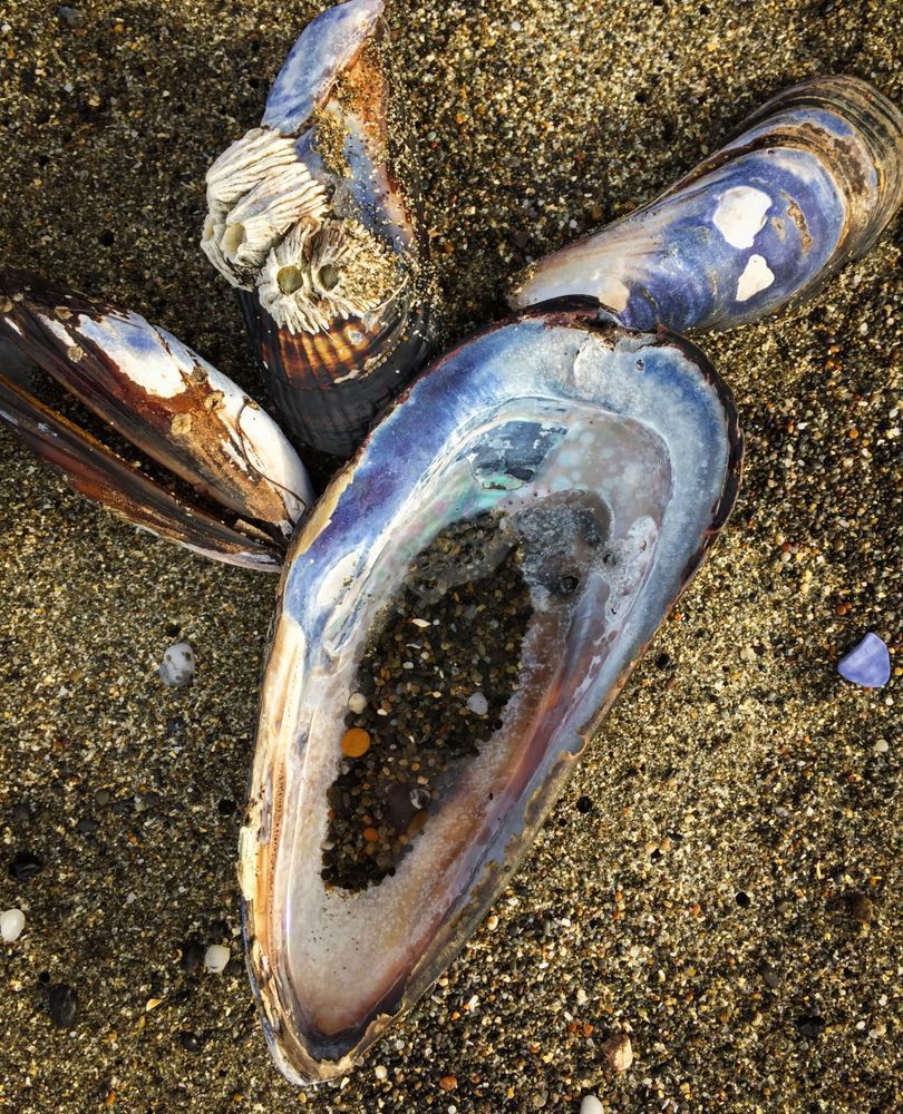 Mussel Shells Art | Patrick Cosgrove Art and Photography
