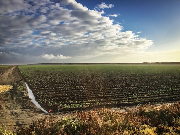 Row crops grow only steps from the Pacific Ocean at Moss Landing, in Monterey County, California.