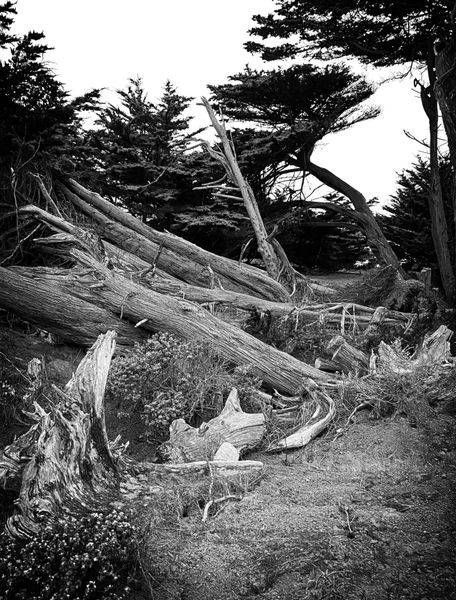 Fallen Cypresses Art | Patrick Cosgrove Art and Photography