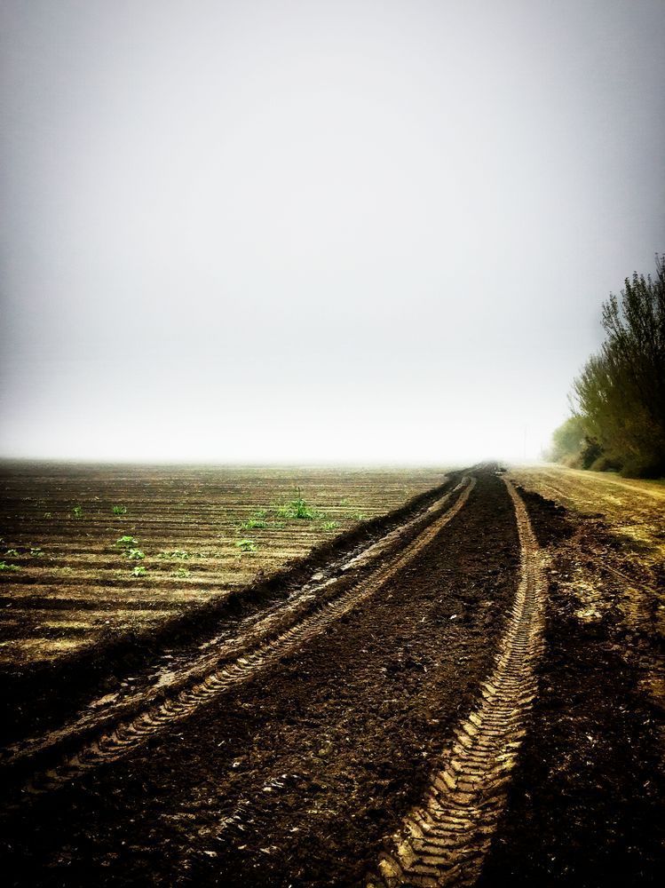 Morning fog turns tractor tracks into brushstrokes in a plowed field.