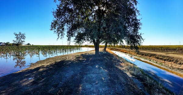 Spring rains have flooded the vineyards surrounding a guardian oak tree at the Grindstone Winery, Yolo County, California.