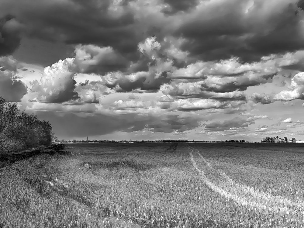 Vehicle tracks brush a painterly path through newly sprouted winter wheat.