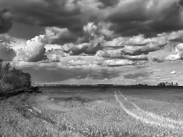 Vehicle tracks brush a painterly path through newly sprouted winter wheat.