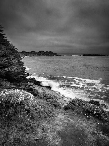 Flowered Shore, Gualala Art | Patrick Cosgrove Art and Photography