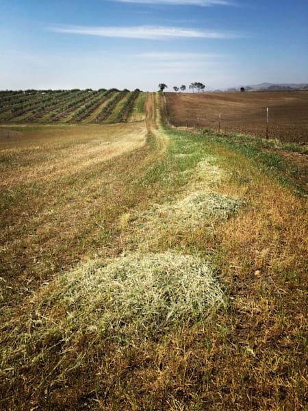 Grassy hill rises toward olive grove