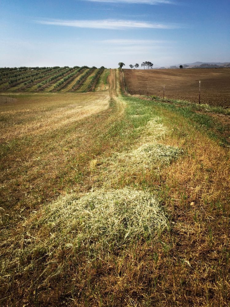 Grassy hill rises toward olive grove