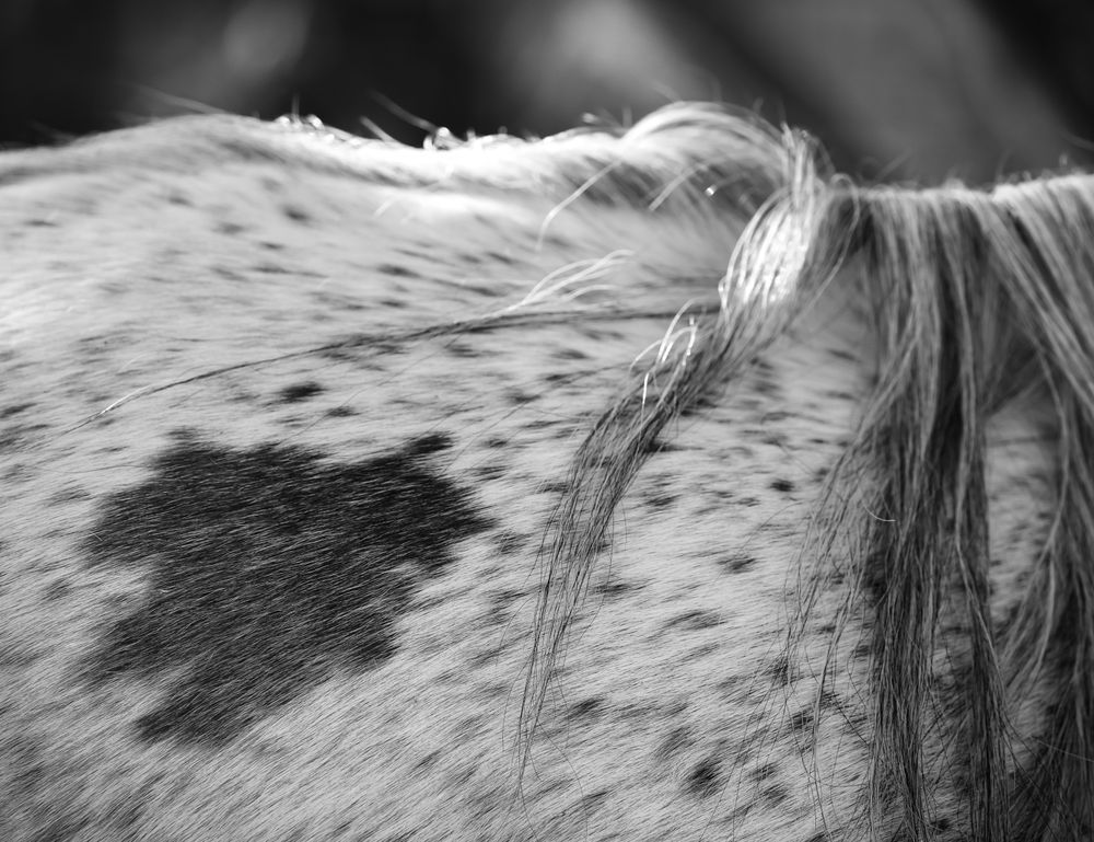 A rescued mare and her mane glow in the morning light at a rescue ranch, with "fleabitten" coloring.