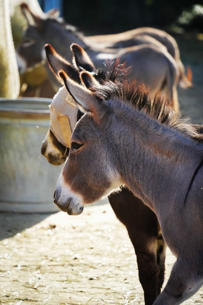 Rescued donkeys line up for their morning hay feed.