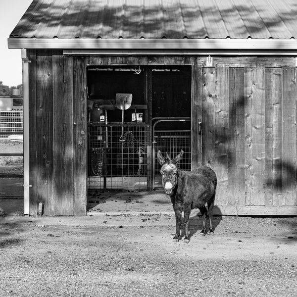 A rescued donkey rests calmly outside the door of a barn filled with tools.
