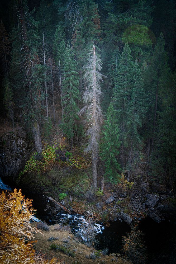 A dead fir tree still stands gracefully along the McCloud River.