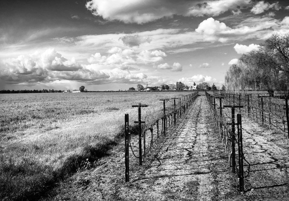 A small vineyard borders a farm field in Yolo County, California.
