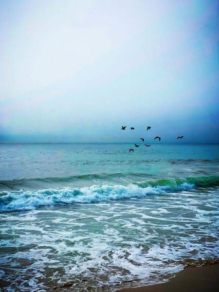 Pelicans And Blue Fog Art | Patrick Cosgrove Art and Photography