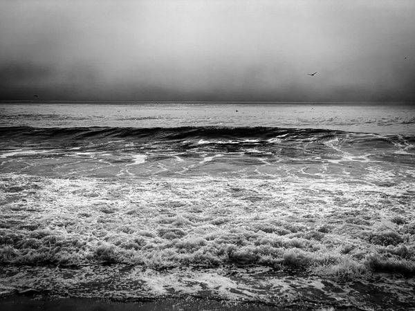 Pelicans Over Half Moon Bay Art | Patrick Cosgrove Art and Photography