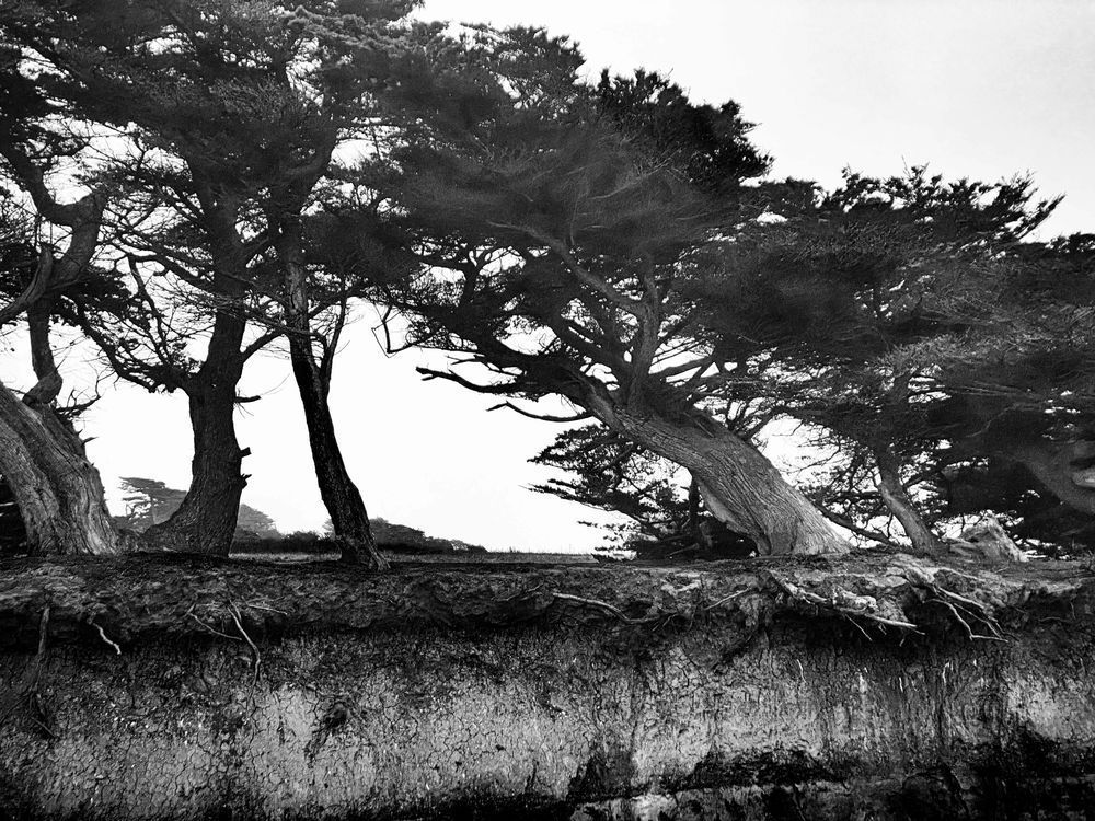 Exposed Cypress Roots Art | Patrick Cosgrove Art and Photography