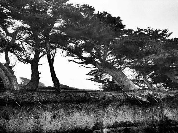 Exposed Cypress Roots Art | Patrick Cosgrove Art and Photography