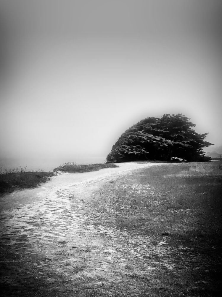 Shoreline Tree, Half Moon Bay Art | Patrick Cosgrove Art and Photography