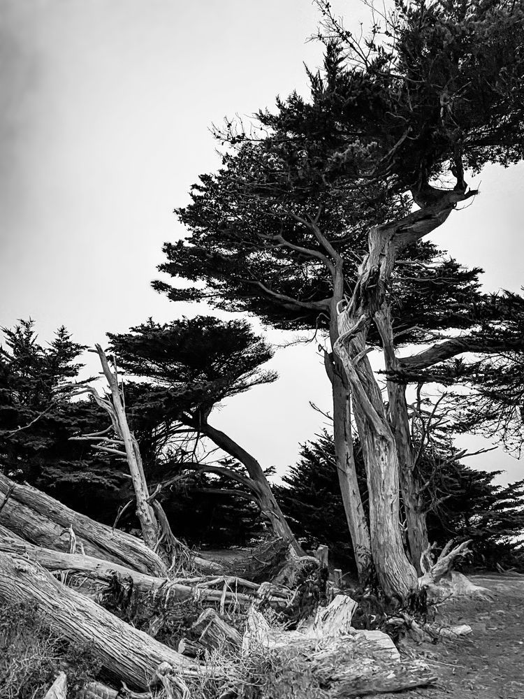 Log And Cypress, Half Moon Bay Art | Patrick Cosgrove Art and Photography