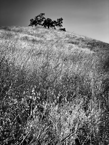 Oaks oversee the rolling countryside at Taber Ranch Vineyards.