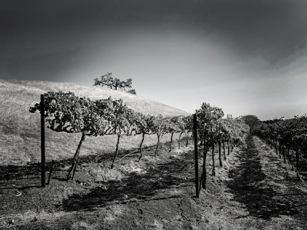 Morning light glows over the hillside at Taber Ranch Vineyards.