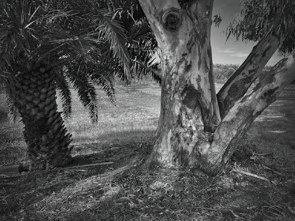 A palm and a eucalyptus thrive in their adopted landscape of California grassland.