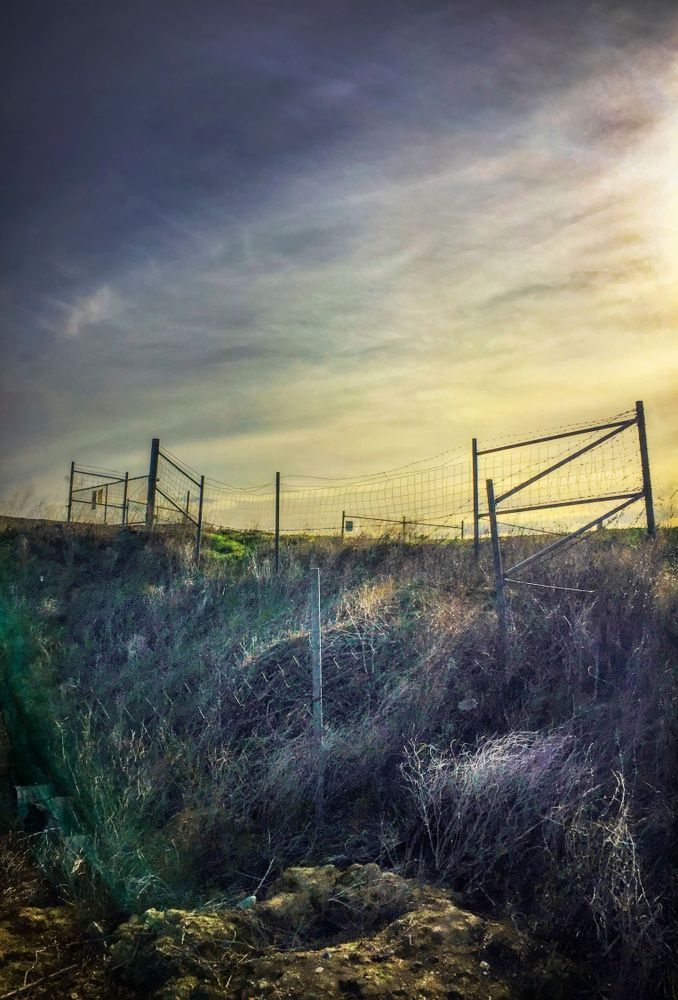 Almond orchard fence 