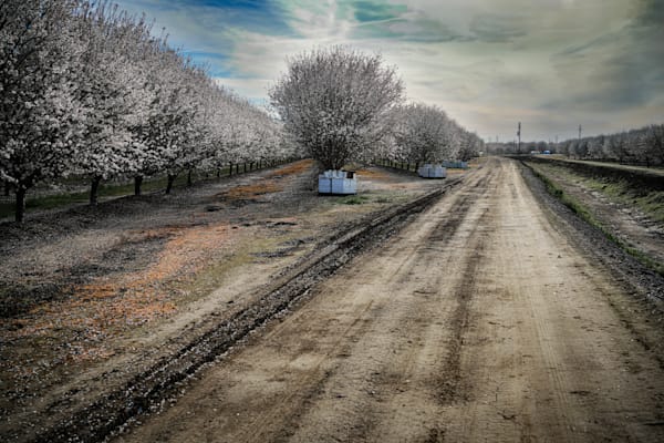 Morning light spreads through the overcast sky above an almond orchard in bloom.